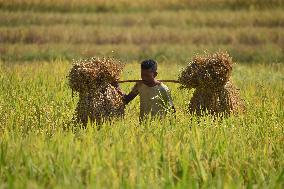 Daily Life In India