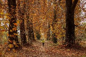 Autumn Season In Kashmir