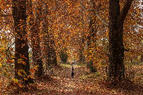 Autumn Season In Kashmir