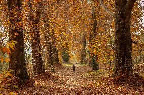 Autumn Season In Kashmir