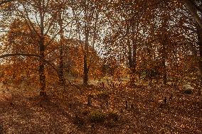 Autumn Season In Kashmir