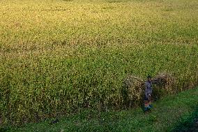 Daily Life In Netrakona