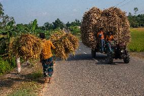 Daily Life In Netrakona