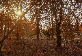 Autumn Season In Kashmir