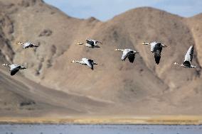 Scenery of Banggong Co - China