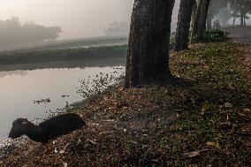 Daily Life In Mymensingh