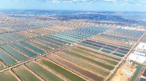 Salt Field in Cangzhou