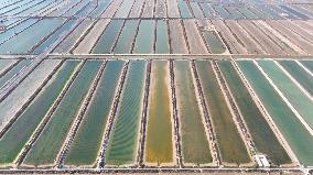 Salt Field in Cangzhou