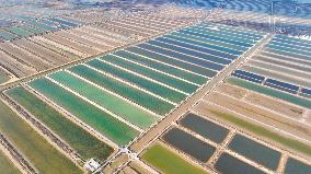 Salt Field in Cangzhou