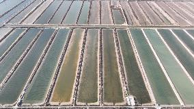 Salt Field in Cangzhou