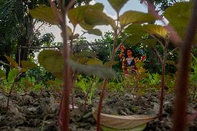 Farming In Nandail