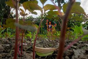 Farming In Nandail