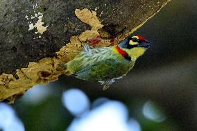 India Wildlife