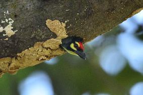 India Wildlife