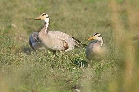 India Wildlife