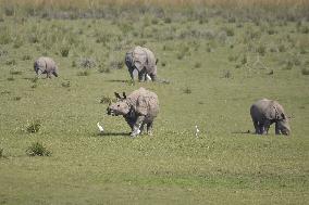 India Wildlife