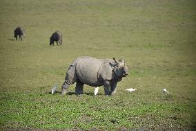 India Wildlife