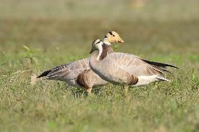 India Wildlife