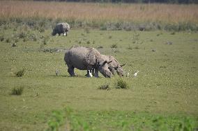 India Wildlife