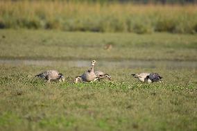 India Wildlife