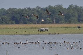 India Wildlife