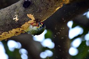 India Wildlife