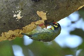 India Wildlife