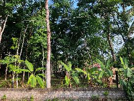 Daily Life In Pathanamthitta