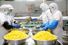 Canned Yellow Peaches Production