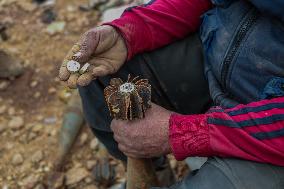 The Shells of War - Syria