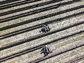 Brick Kiln Workers In Bangladesh