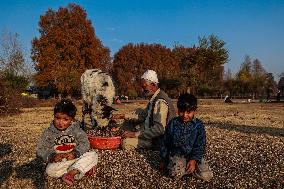 Winters In Kashmir