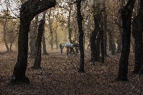 Winters In Kashmir