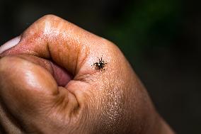 Banded Phintella - Phintella Vittata - Animal India