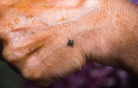 Banded Phintella - Phintella Vittata - Animal India