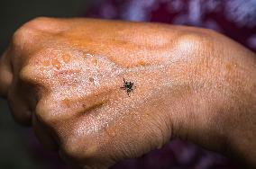 Banded Phintella - Phintella Vittata - Animal India