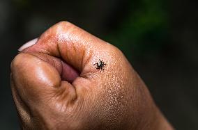 Banded Phintella - Phintella Vittata - Animal India