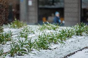 First snow in Tallinn