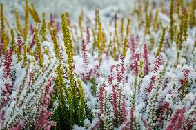 First snow in Tallinn