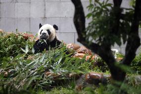 Panda Family in Macao - China