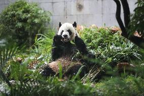 Panda Family in Macao - China