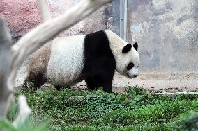 Panda Family in Macao - China