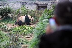 Panda Family in Macao - China