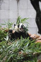 Panda Family in Macao - China