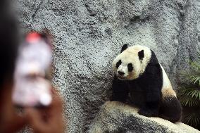 Panda Family in Macao - China