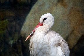 White Stork With A Prosthetic Of The Beak Made With A 3D Printer.