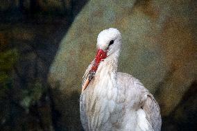 White Stork With A Prosthetic Of The Beak Made With A 3D Printer.