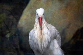 White Stork With A Prosthetic Of The Beak Made With A 3D Printer.