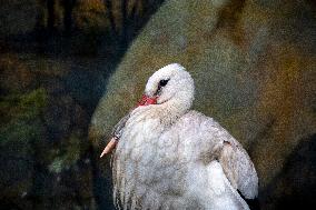 White Stork With A Prosthetic Of The Beak Made With A 3D Printer.