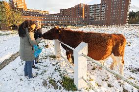 Snowfall In The Netherlands